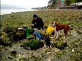 Samwise & Pippin at Camano Shellfish Farm