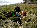 Samwise & Pippin at Camano Shellfish Farm