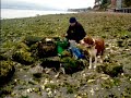Samwise & Pippin at Camano Shellfish Farm