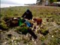 Samwise & Pippin at Camano Shellfish Farm