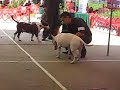 Bull terrier Blanco Zeus El Salvador