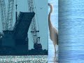 Clearwater-St. Petersburg Florida - Birds, Boats & Scenes