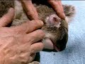 Born To Be Wild: Natalie Cassidy: Baby Koalas