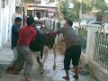 Qurashi Fighter 5