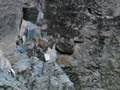 Sport Hunting in Pakistan