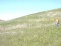 videos de Pheasant Hunt March 08