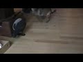 rehntier.avi