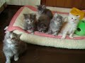 ??32????????;Kittens on the 32th day