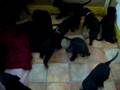 Pupies Blackie Stadlewood