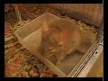 Mishti taking a dust bath. Best chinchilla ever. Extended!