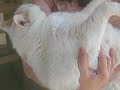 Princess Chunk: Ultimate Fat Cat