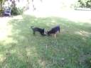 Zoie and Buffy Playing