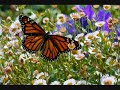 Zen relax chinese Bamboo flute music