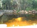 Rio Iporanga - Morretes