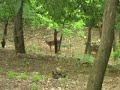 Daini a Giralafoglia Daini a Giralafoglia