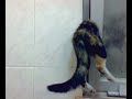 YouTubeサムネイル[8RKoCAJbtiE] - 1枚目