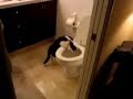 Flushing Kitty