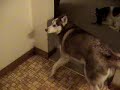 husky talk