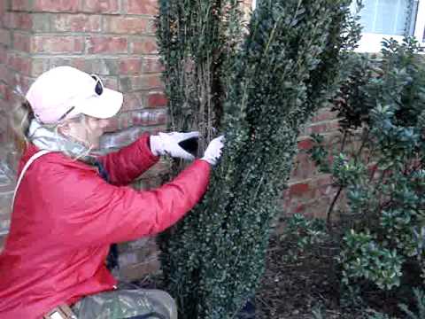 how to transplant sky pencil holly