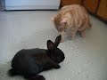 Cat meeting a bunny