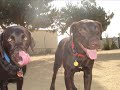 Our Dogs at the Park Our Dogs at the Park