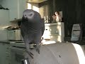 Rocky busting out a beat!