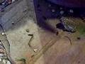 Toads eating black soldier fly larvae Pt.2