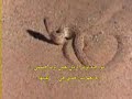 ام جنيب                                عزوز والفرقه