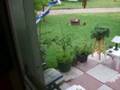 The Radish Thief