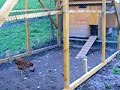 un petit elevage de poules et de cailles.