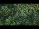 Charlie - The Teaser