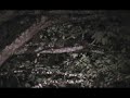 Walkers Rebel and Jack treed 2 Coons. [nwards]