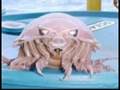 REAL Strange/Mutated/Rare Creatures