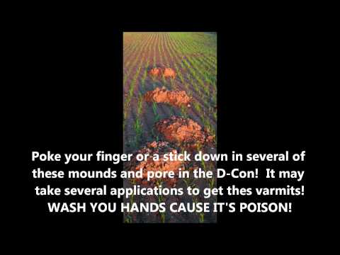 how to get rid voles