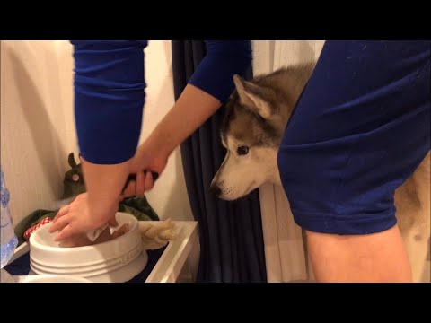 動画