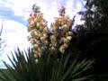 Yucca