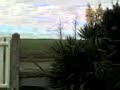 Yucca