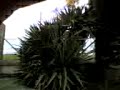 Yucca - Thumb #3