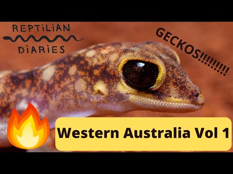 YouTube reptile video