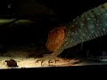 Jacuruxy Lizard