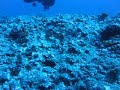 knapp diving at Atlantis 19