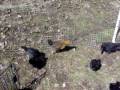 Chicks Are 5 Weeks Old. Blue Cochin, Black Australorps, Welsummer and Ameraucana.