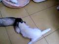 Mis hurones y mi gato