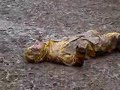 relic-hunter-mud-fight.html