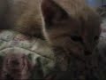 Ruth and Jeeves Meowing