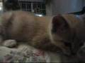 Ruth and Jeeves Meowing