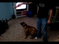 Olde English Bulldogge