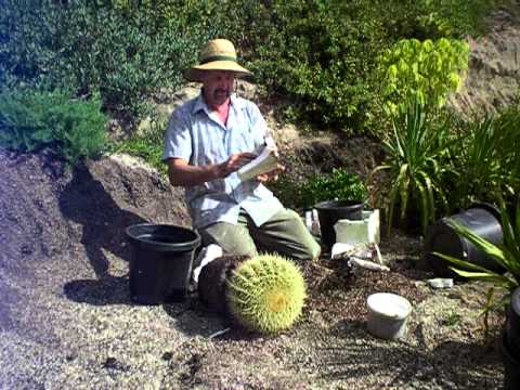 how to replant a cactus