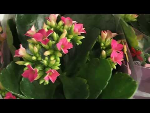 how to fertilize kalanchoe