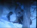 wolf vs wolverine wolf vs wolverine